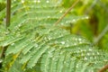 Fairy tale styled macro shot of rain drops on fern leafs, hard blur on background Royalty Free Stock Photo