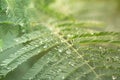 Fairy tale styled macro shot of rain drops on fern leafs, hard blur on background Royalty Free Stock Photo