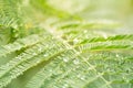 Fairy tale styled macro shot of rain drops on fern leafs, hard blur on background Royalty Free Stock Photo
