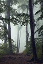 Fairy tale trail in autumn foggy forest. Strange mist in the woods. Fairy tale woods Royalty Free Stock Photo