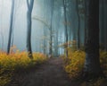 Fairy tale trail in mystic foggy forest. Light entering the woods