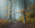 Fairy tale trail in mystic foggy forest. Light entering the woods