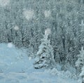 Fairy tale winter background during heavy snow fall Royalty Free Stock Photo