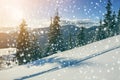 Fairy tale winter landscape. Pine trees with snow and frost on m Royalty Free Stock Photo