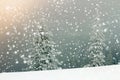 Fairy tale winter landscape. Pine trees with snow and frost on m Royalty Free Stock Photo