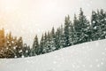 Fairy tale winter landscape. Pine trees with snow and frost on mountain slope lit by bright sun rays on blue sky and falling Royalty Free Stock Photo