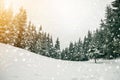 Fairy tale winter landscape. Pine trees with snow and frost on mountain slope lit by bright sun rays on blue sky and falling Royalty Free Stock Photo