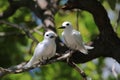White fairy tern bird couple