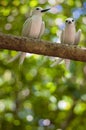 Fairy terns Royalty Free Stock Photo