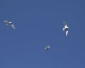 3 Fairy Terns in flight Royalty Free Stock Photo