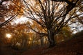 Fairy tree in autumn forest on sunset. Old magical tree with big branches and orange leaves on sunrise. Amazing colorful Royalty Free Stock Photo