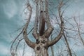 Fairy Tree Character hands branches face mystical forest fantasy