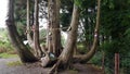 Fairy tree at Russborough House & Park, Ireland