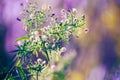 Fairy white small flowers on colorful dreamy magic yellow red blurry background Royalty Free Stock Photo