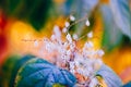 Fairy white small flowers on colorful dreamy magic yellow red blurry background