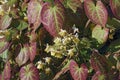 Fairy wings epimedium flowers and foliage. Royalty Free Stock Photo