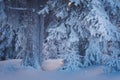 Fairy winter forest