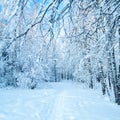 Fairy Winter Forest Royalty Free Stock Photo
