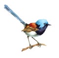 Fairy Wren Bird on the branch Watercolor Illustration Hand Painted isolated on white background