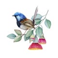 Fairy wren bird on eucalyptus branch. Watercolor hand drawn illustration. Realistic australian native bird perched on