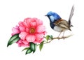 Fairy-wren bird and pink camellia flower. Garden australia bird watercolor illustration. Wren bird with tender camellia Royalty Free Stock Photo