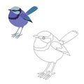 Fairy wren bird vector illustration coloring page