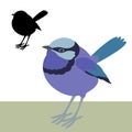 Fairy wren bird vector illustration flat style black silhouette Royalty Free Stock Photo