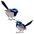 Fairy wren bird vector illustration flat style Royalty Free Stock Photo