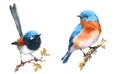 Fairy Wren and Bluebird Birds Watercolor Illustration Set Hand Drawn