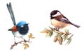 Fairy Wren and Chickadee Birds Watercolor Illustration Set Hand Drawn Royalty Free Stock Photo