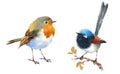 Fairy Wren and Robin Birds Watercolor Illustration Set Hand Drawn