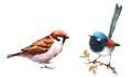 Fairy Wren and Sparrow Birds Watercolor Illustration Set Hand Drawn