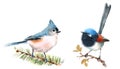 Fairy Wren and Titmouse Birds Watercolor Illustration Set Hand Drawn Royalty Free Stock Photo