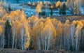 Fairyland autumn birch forest Royalty Free Stock Photo