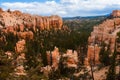 Pine trees and hoodoos  in  Bryce Canyon Royalty Free Stock Photo