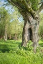 Fairylike hollow tree Royalty Free Stock Photo