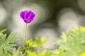 Fairylike macro of a single small purple anemone flower with bokeh background Royalty Free Stock Photo