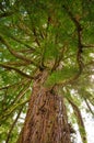 Fairytale ancient redwood giant sequoia tree in the park of Mainau island, Constance, Germany, details, closeup