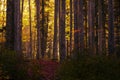 Fairytale autumn forest
