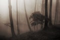 Fairytale enchanted mysterious forest with fog Royalty Free Stock Photo