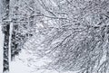 Fairytale fluffy snow-covered trees branches, nature scenery with white snow and cold weather. Snowfall in winter park