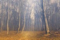 Fairytale foggy forest and trail through the leaves Royalty Free Stock Photo