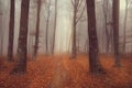 Fairytale foggy forest and trail through the leaves Royalty Free Stock Photo