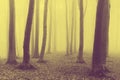 Fairytale foggy forest and trail through the leaves Royalty Free Stock Photo