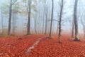 Fairytale foggy forest and trail through the leaves Royalty Free Stock Photo