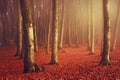 Fairytale foggy forest and trail through the leaves Royalty Free Stock Photo