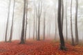 Fairytale foggy forest and trail through the leaves Royalty Free Stock Photo