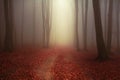 Fairytale foggy forest and trail through the leaves Royalty Free Stock Photo