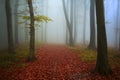Fairytale foggy forest and trail through the red leaves Royalty Free Stock Photo