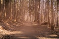 Fairytale forest in fog. Autumn woods. Magic autumn forest in the morning mist. Old trees. Landscape with brown fog. Nature Royalty Free Stock Photo